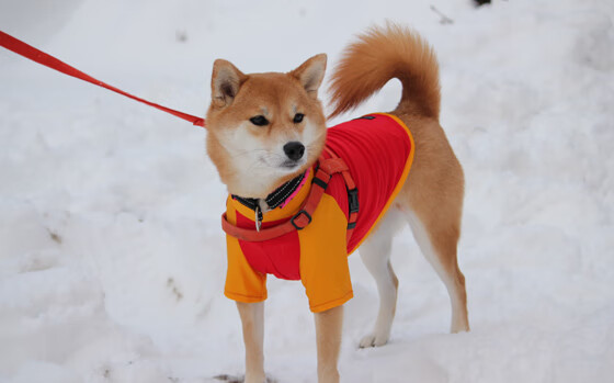 开云下载-选手场上情绪管理值得称道，选手场上情绪管理值得称道吗