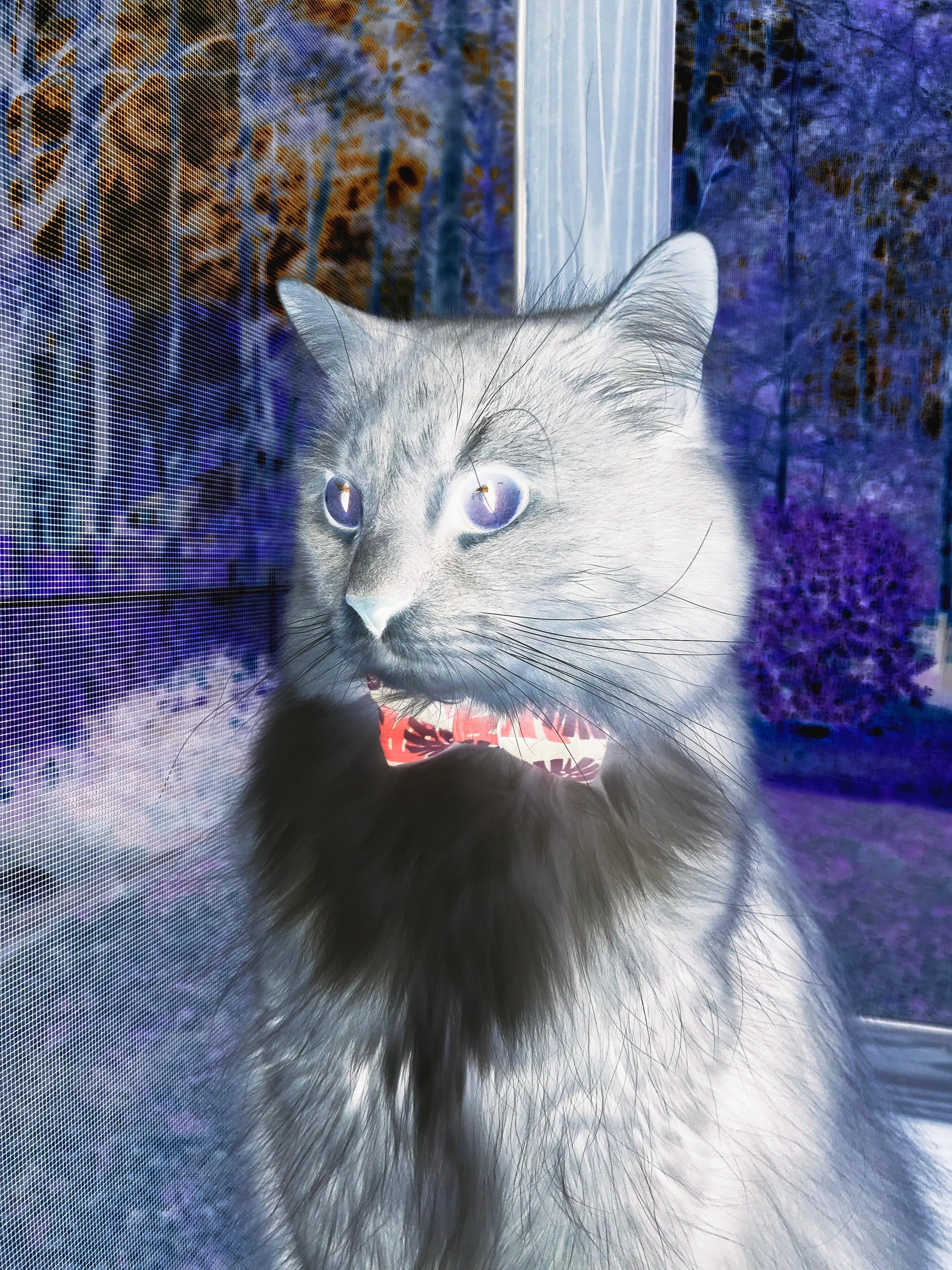 开云体育官方网入口-澳大利亚队完美接力赢得观众喝彩，澳大利亚队第几个出场