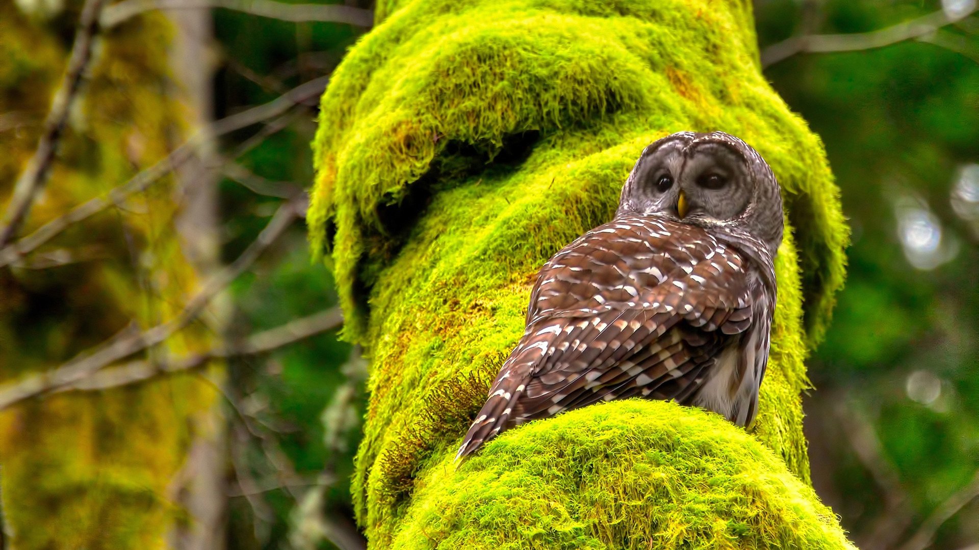 王宗源决赛发挥稳定赢得掌声,王宗源领奖