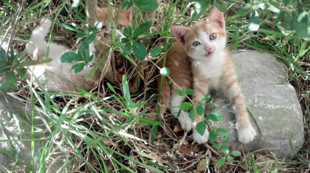 非洲国家联赛中，尼日利亚队以强大的攻防表现，赢得关注，2020非洲杯尼日利亚